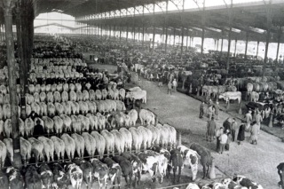 La Halle aux bœufs