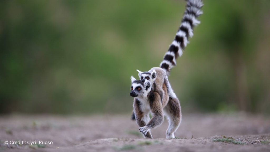 autorite-du-maitre-autorite-du-numerique-1