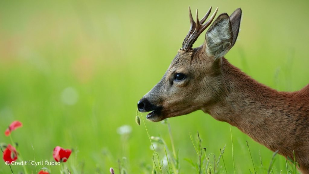 autorite-du-maitre-autorite-du-numerique-1