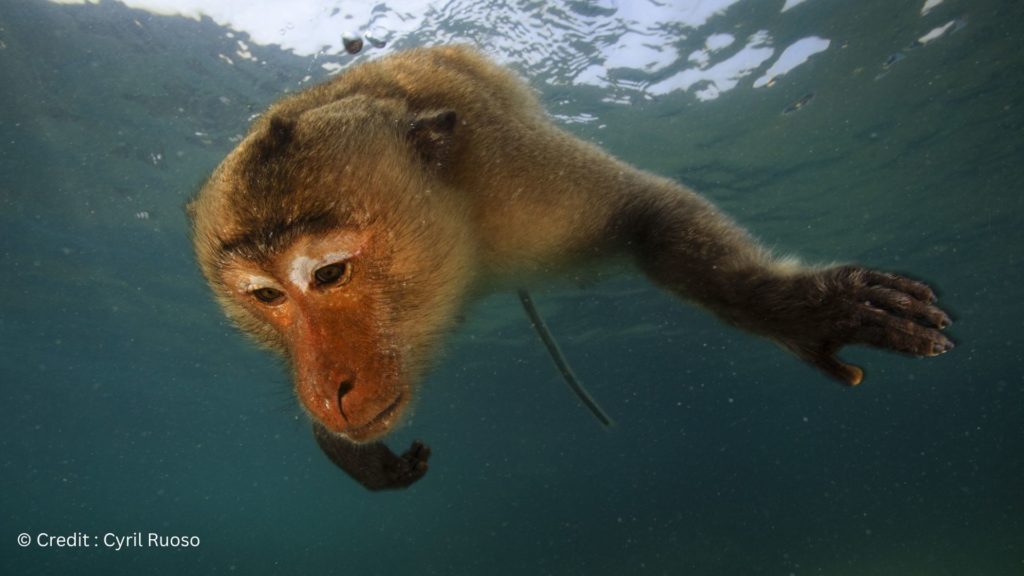 autorite-du-maitre-autorite-du-numerique-1