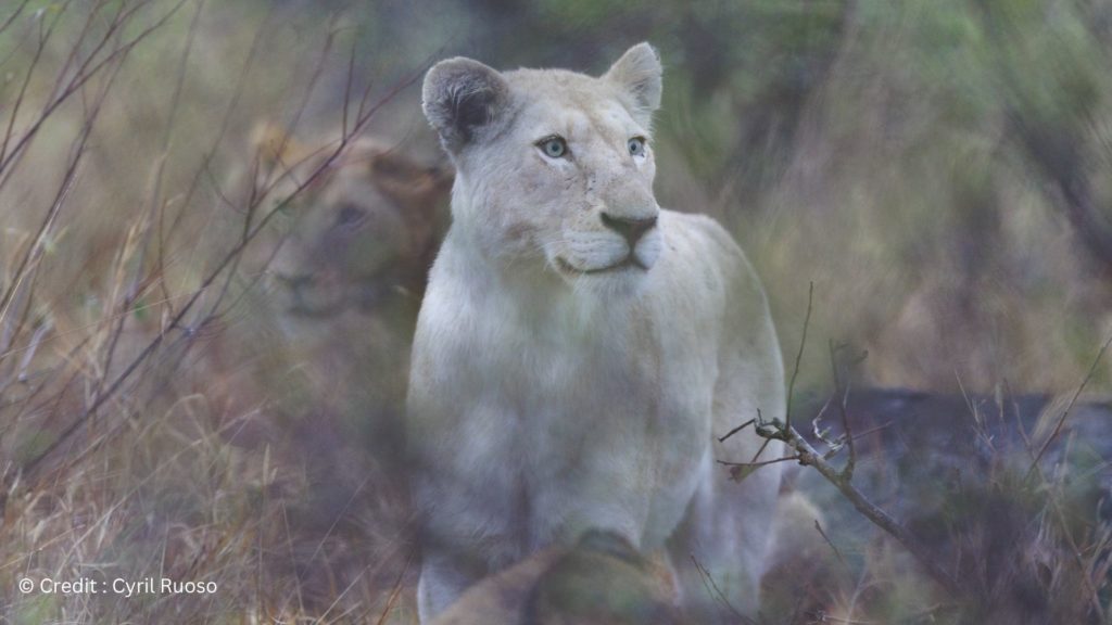 autorite-du-maitre-autorite-du-numerique-1